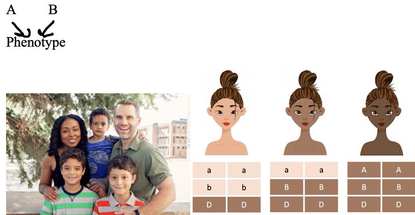 <p>Traits controlled by two or more genes.</p><p>(An exception to Mendel’s theory)</p><ul><li><p>such as skin color and height in humans. </p></li><li><p>A and B allele both affect phenotype</p></li></ul><p></p>