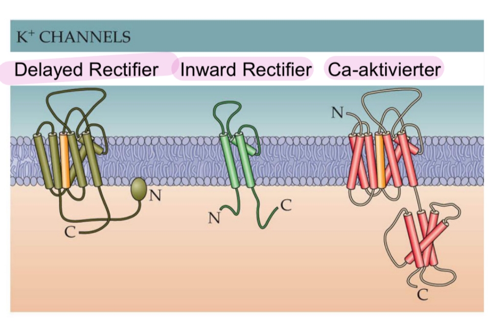 <p>Tantissimi, possono avere piú subunitá ma generalmente il canale ionico in sé é formato da 4 kanalproteine </p>