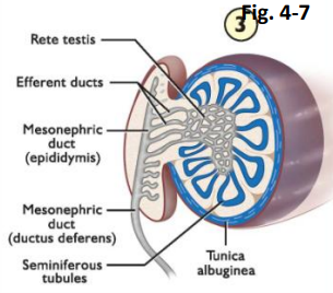 rete testis      $$(ADD FUNCTIONS)$$

efferent duct

epididymis

vas deferens

seminiferous tubules

tunica albuginea