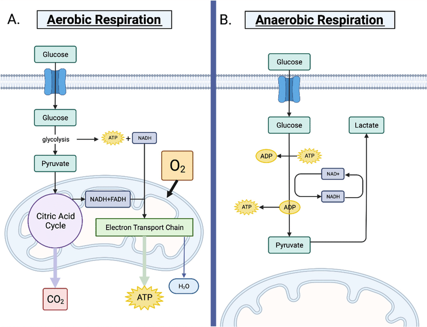 <p><mark data-color="blue" style="background-color: blue; color: inherit">Aerobic respiration:    Glucose + Oxygen —&gt; Carbon Dioxide + Water</mark></p><p><mark data-color="yellow" style="background-color: yellow; color: inherit">Anaerobic respiration:    Glucose —&gt; Lactate</mark></p>