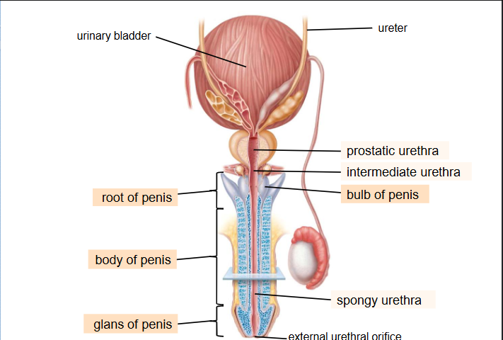 <p>Spongy Urethra</p><ul><li><p>Expel Urine / Semen <strong>out of the</strong> body</p></li></ul><p></p>