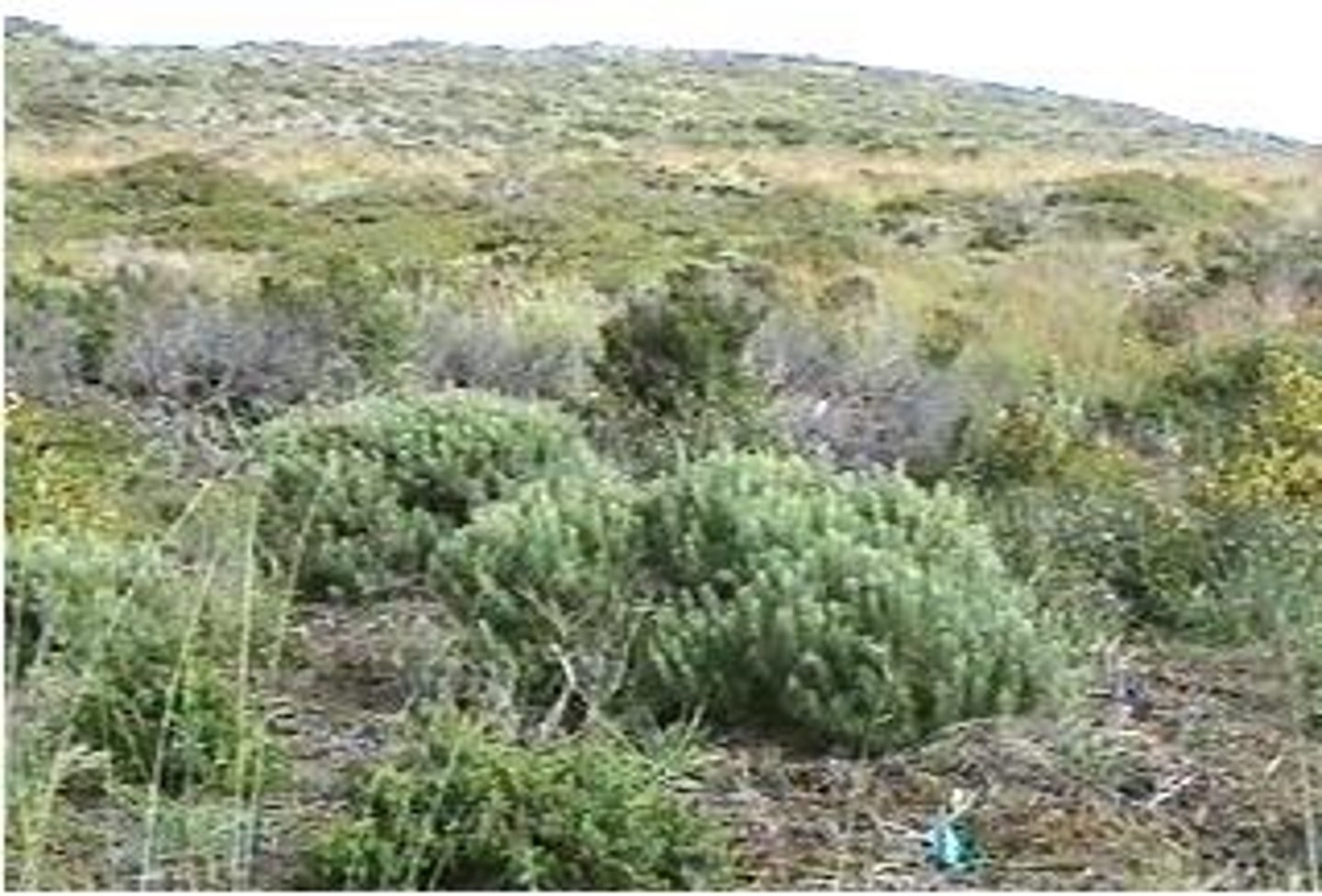 <p>a biome characterized by hot, dry summers and mild, rainy winters</p>