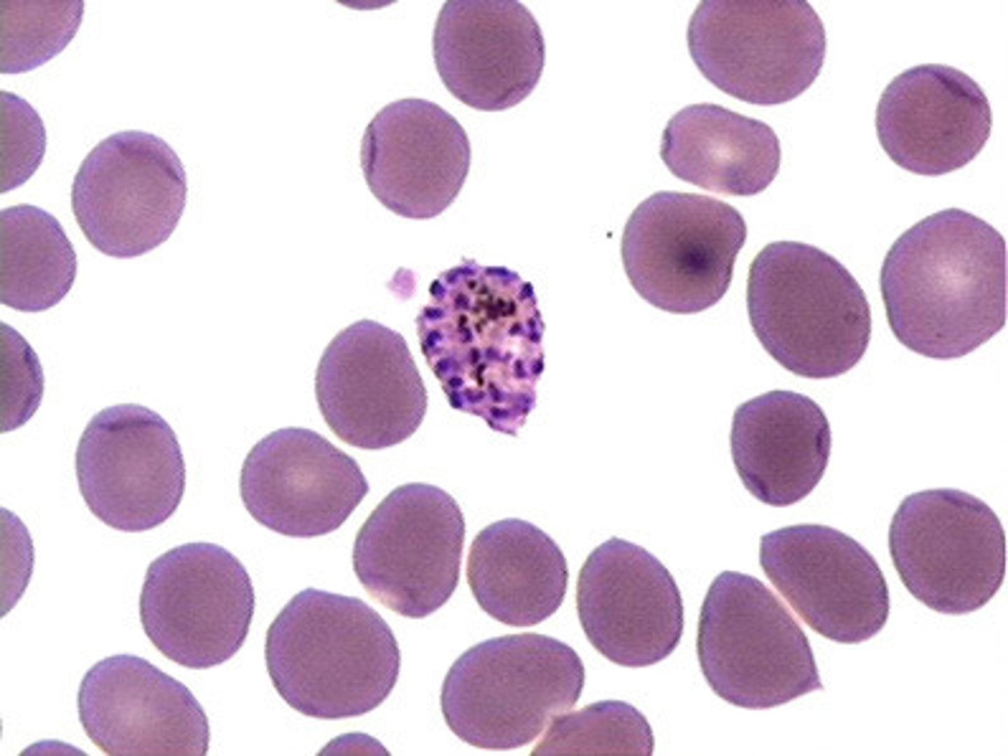 <p>malaria-verwekker</p>