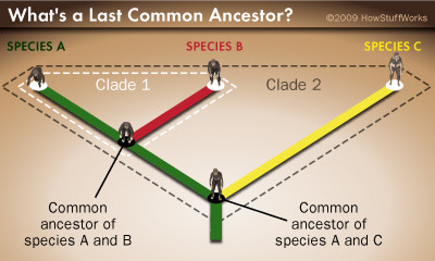 <p>a group of organisms share common descent if they have a common ancestor</p>