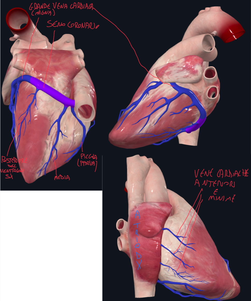 <p>Le vene seguono il decorso delle coronarie e confluiscono nel SENO CORONARIO.</p><p>Localizzazione → parte posteriore sinistra del Solco Atrioventricolare</p><p>Il seno coronario si apre nell’atrio destro in prossimità del setto interatriale, vicino lo sbocco della vena cava inferiore ed è dotato anche di valvola semilunare rudimentale</p><p>Principali vene cardiache:</p><ul><li><p>Vena Cardiaca Magna → accompagna l’arteria interventricolare anteriore</p></li><li><p>Vena Cardiaca Media → accompagna l’arteria interventricolare posteriore</p></li><li><p>Vena Cardiaca Parva → accompagna l’arteria coronaria destra</p></li><li><p>Vena Posteriore del Ventricolo sx → accompagna i rami arteriosi posteriori del ventricolo sx della circonflessa</p></li><li><p>Vene cardiache anteriori e Vene Cardiache Minime → drenano principalmente atri e ventricolo dx e possono sboccare direttamente nell’atrio senza passare dal seno coronario</p></li></ul><p></p>