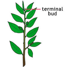 <p>Terminal bud</p>