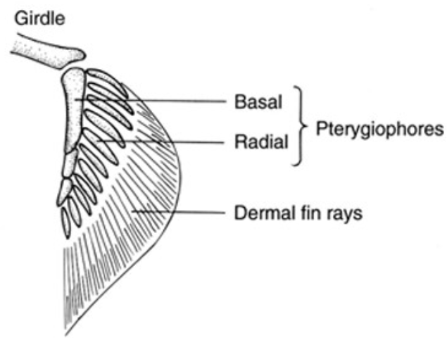 <p><strong>radial pterygiophores</strong><span><span> (radials) are smaller, distal elements extending from the basals to support the fin rays</span></span></p><ul><li><p><span><span>radials allow for fin flexibility and movement</span></span></p></li></ul><p></p>
