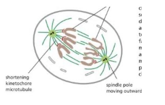 <ul><li><p>begins when 2 centrosomes of each chromosome come apart, separase (enzyme) cleaves Cohesins </p></li><li><p>proteins of the kinetochore powered by ATP, walk the newly separated daughter chromosomes along her microtubules towards opposite poles of the cell.</p></li><li><p>Spindle microtubules attached to the kinetochores shorten, the spindle microtubules not attached lenghten</p></li><li><p>Poles are moved further apart</p></li></ul><p></p>