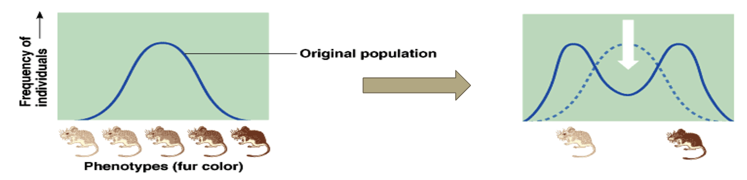<ul><li><p><strong>&nbsp;</strong>When natural selection selects for the <strong>extreme phenotypes</strong> and acts to remove the most common characteristics.&nbsp;&nbsp;</p></li><li><p>The extremes <u>may</u> become separate species.&nbsp;</p><p></p></li><li><p><span>Ground finches with medium-sized beaks almost became extinct during an extended drought in the Galapagos Islands because the bushes have only hard or soft seeds</span></p><p><span>Left separate populations with large beaks and small beaks</span><br></p></li></ul><p></p>