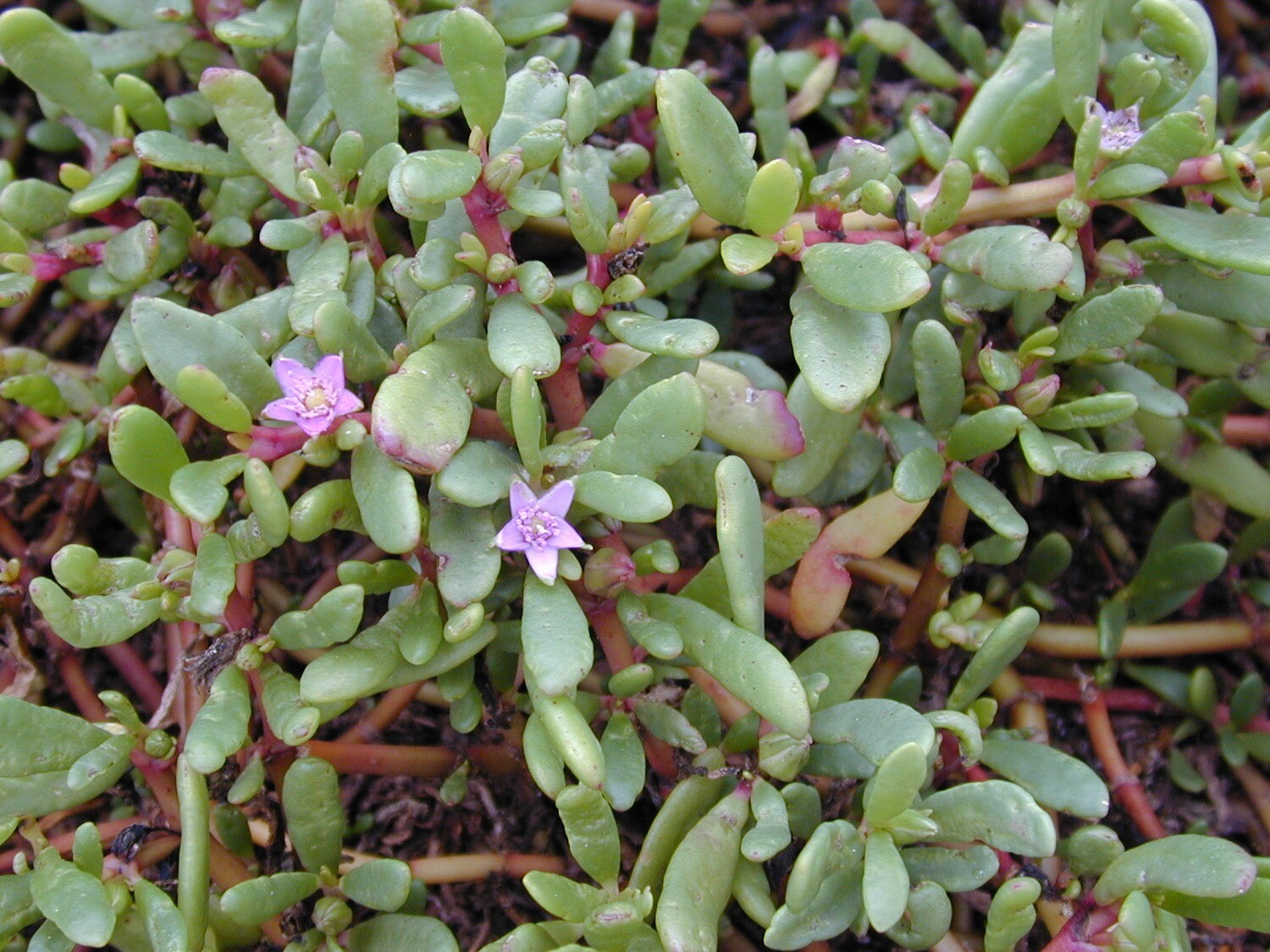 Sea Purslane