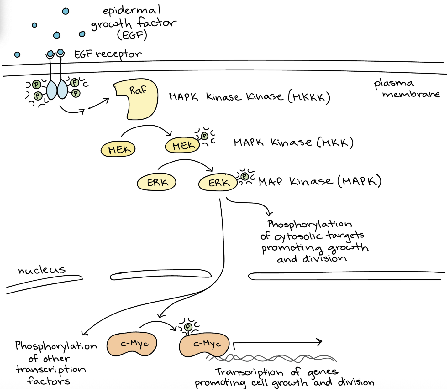 <p>The MAPK signaling cascade is a three-tiered kinase signaling pathway that causes cells to undergo mitosis. The proteins that promote cell division (when overactive) are associated with _____.</p>