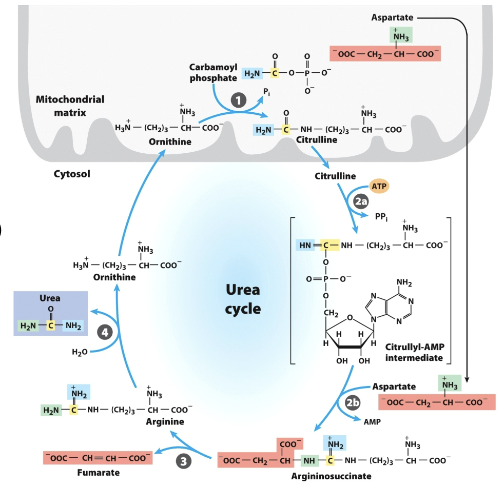 <p>Where did yellow carbon come from?</p>