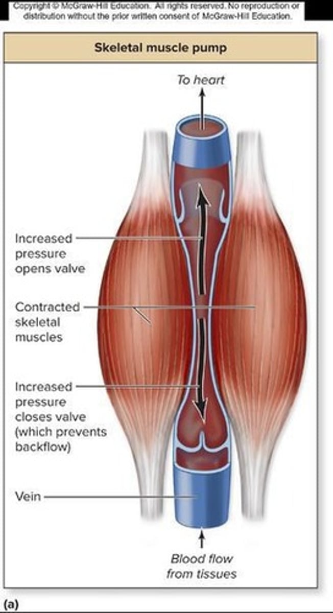 <p>It also has a special valve that helps blood go only one way.</p>