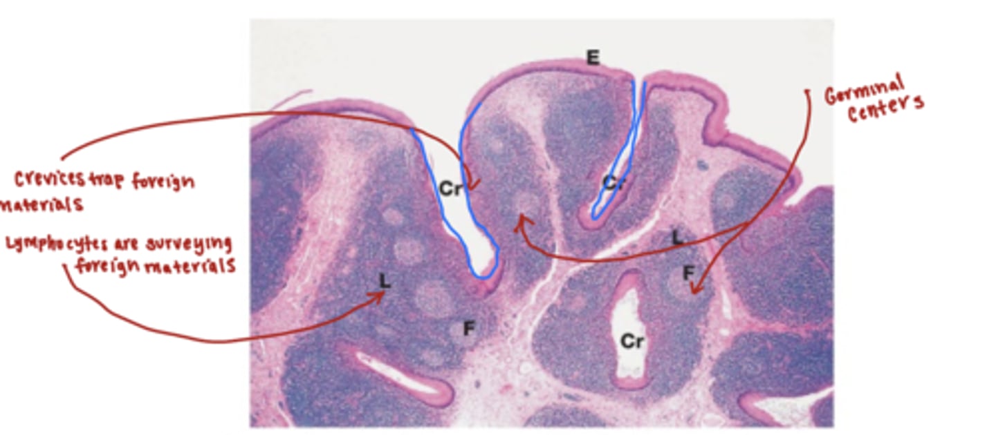 <p>the main function is immune protection.</p><p>the posterior 1/3 of the tongue contains a large volume of lingual tonsils </p><p>-the crevices of the lingual tonsils trap foreign material </p><p>-lymphocytes are constantly surveying the crevices</p>