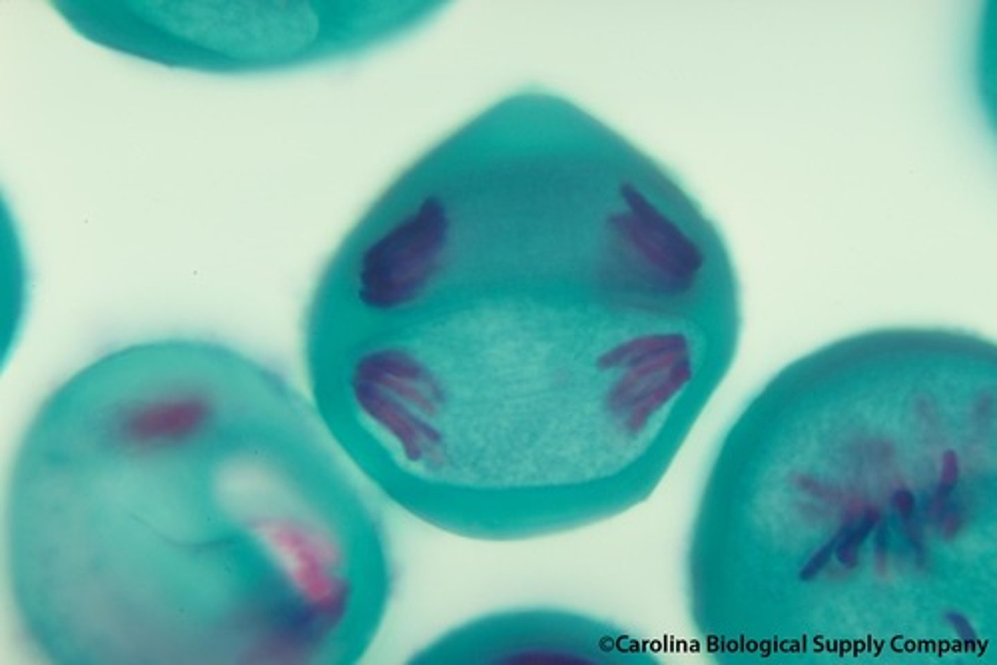 <p>centromeres split as sister chromatids separate to opposite poles of cell.</p>