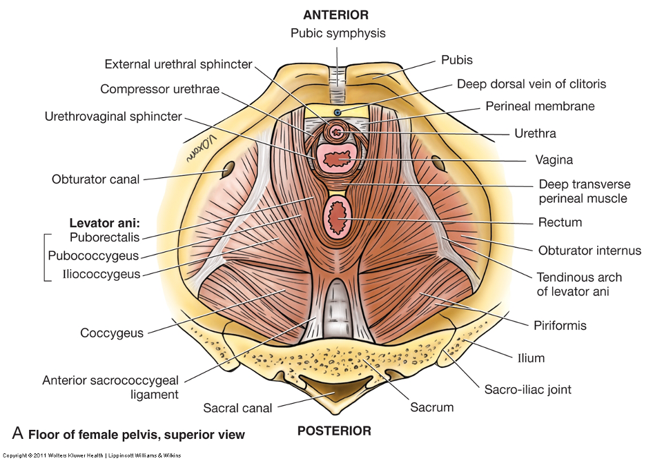 <p>puborectalis </p><p>pubococcygeus</p><p>iliococcygeus</p>