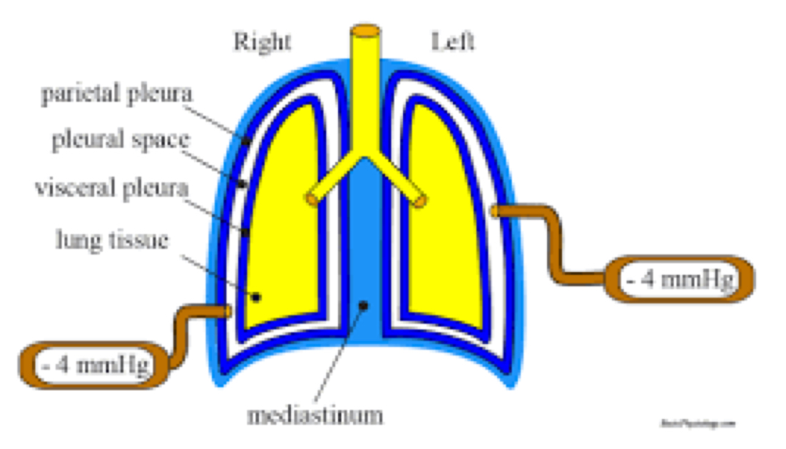 <ul><li><p>maintain negative pressure relative to the lungs to prevent lungs collapsing inward</p></li><li><p>contains pleural fluid</p><ul><li><p>lubricant to prevent friction btwn lungs and chest wall with mvmt of inhalation dn exhalation</p></li></ul></li></ul><p></p>