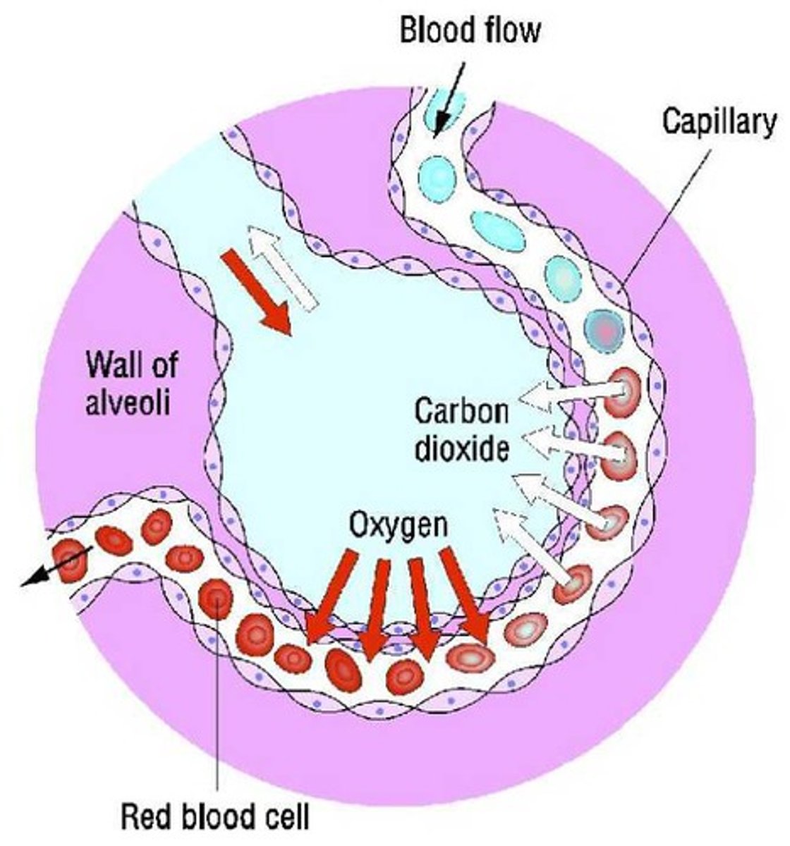 <p>The process where oxygen is taken in and exchanged for carbon dioxide which is a waste product of respiration</p>