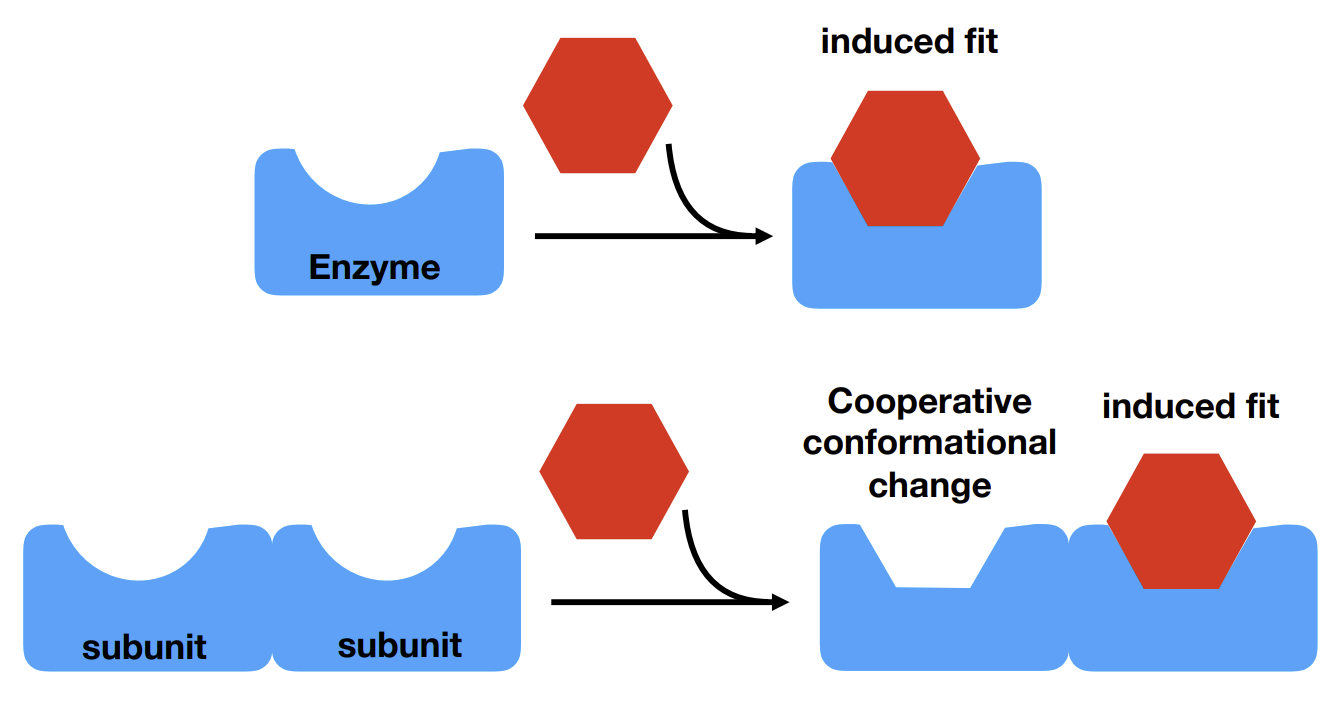 <p>One molecule favours the binding of an additional molecule. In the context of enzymes induced fit can be induced by another substrate binding at a second binding site. This increases the enzyme’s affinity</p>