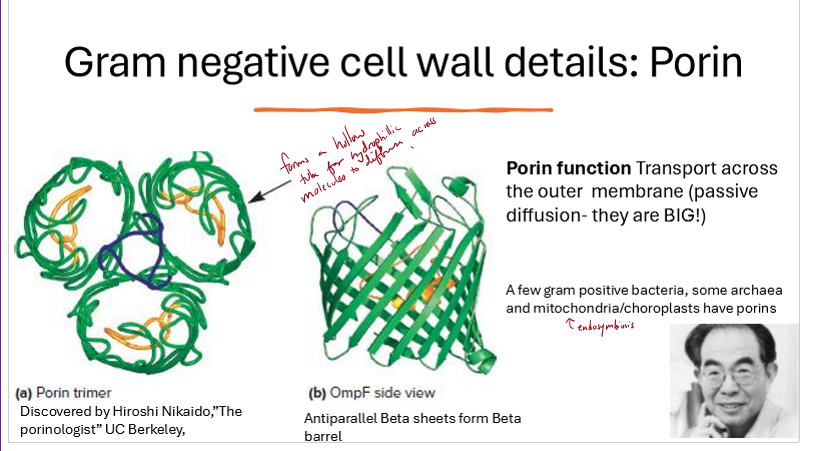 <p>What are porin molecules?</p>