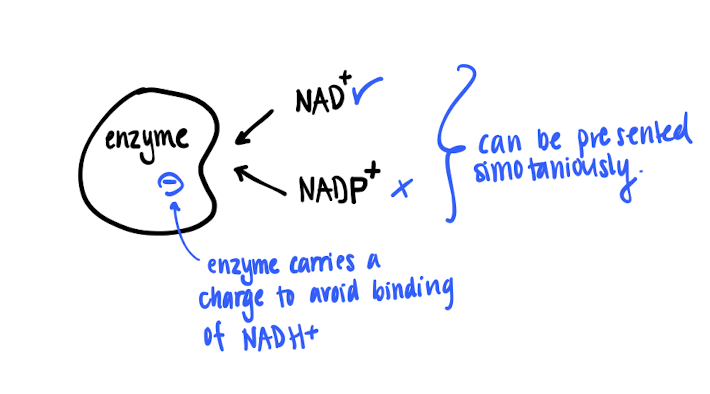 <p>They are very similar, but involved in completely different reactions. But they can be presented simultaneously </p><ul><li><p>ATP-forming enzymes carries a negative charge, then only NAD+ is able to bind on the active site. </p></li></ul><p></p>