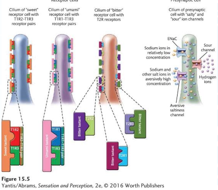 <p>TWO</p><ul><li><p><u>receptor cells</u></p><ul><li><p>contains receptors that inititiate transduction of sweet, umami, and bitter tastants</p></li></ul></li><li><p><u>presynaptic cells</u></p><ul><li><p>Receptors take the form of ion channels where transduction of salty and sour tastants is initiated </p></li></ul></li></ul><p></p>