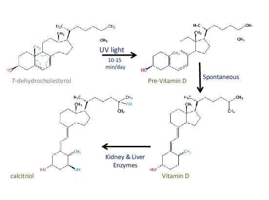 <p><strong>Skin Functions</strong></p><ol start="7"><li><p><strong>Excretion</strong> by removing <strong>small</strong> <strong>amounts</strong> of <strong>chemical</strong> <strong>waste</strong> from <strong>sweating</strong></p></li><li><p><strong>Synthesis of Vitamin D</strong> due to UV radiation from the sun</p></li></ol><p></p>