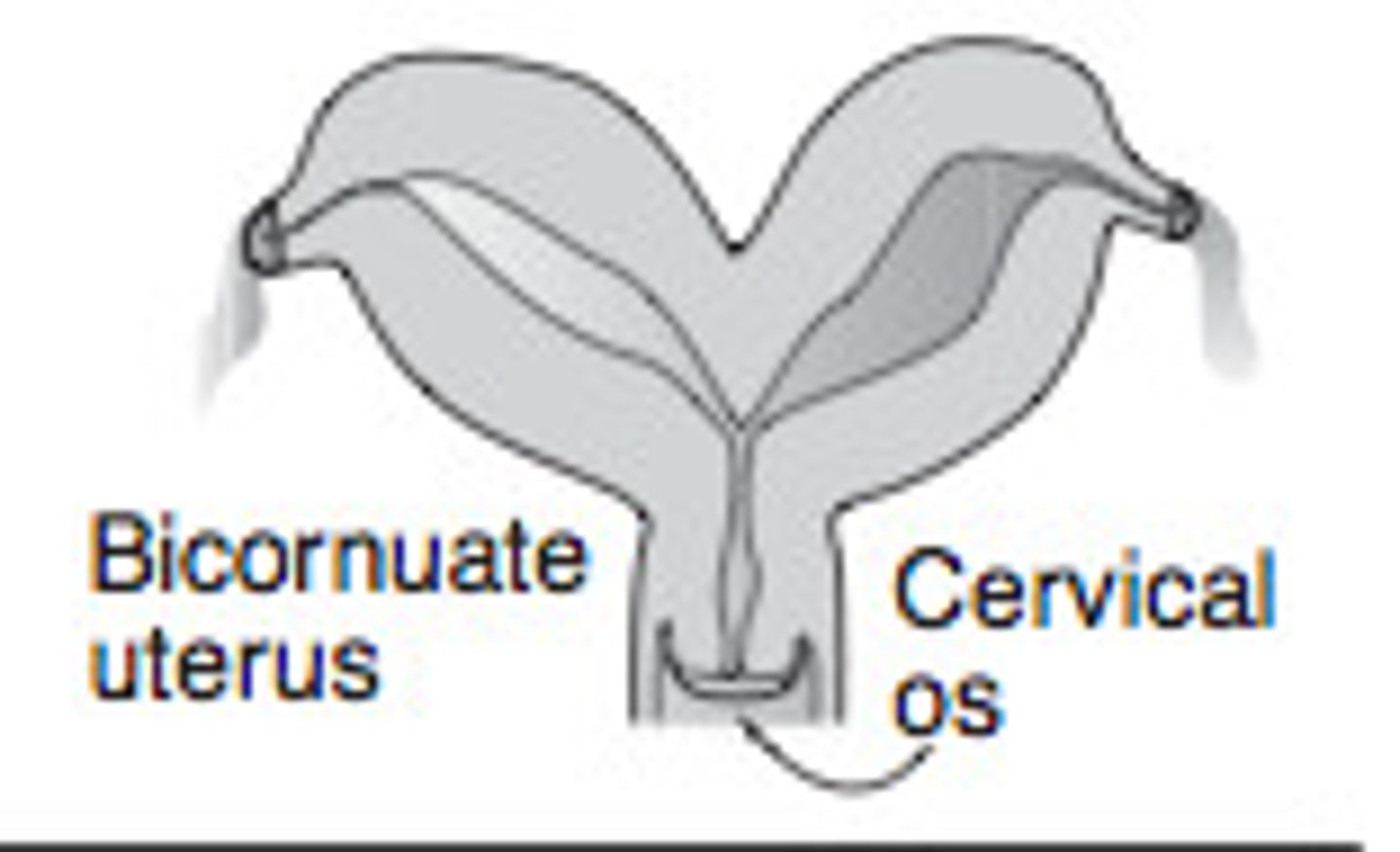 <p>Type of uterus found in cows.</p>