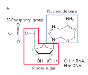 <p>lack an -OH group on the C-2’ of the deoxyribose sugar (have an -H)</p>