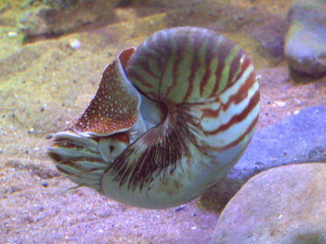 <p>Nautilus (genus)</p>