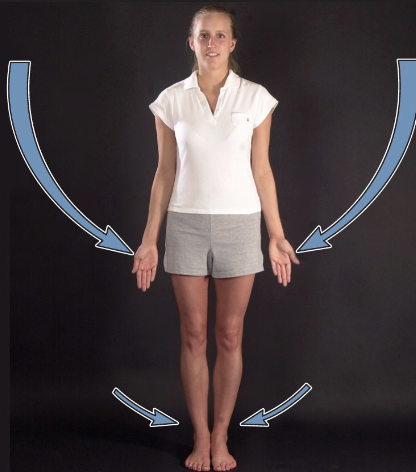 <p>adduction</p>