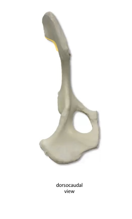 What is this bony prominence 