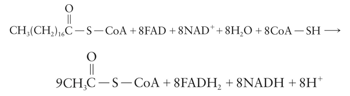 <p>Requires eight passes through the β-oxidation sequence</p><ul><li><p>Produces:</p><ul><li><p>9 molecules of acetyl CoA</p></li><li><p>8 molecules of FADH2</p></li><li><p>8 molecules of NADH</p></li></ul></li></ul><p></p>