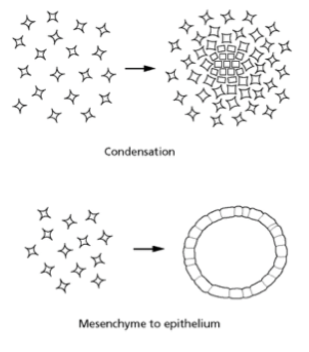 <p>Amorphous (random shapes/not alike) + don’t stick to each other as separated by EC proteins or ECM outside cell = can move around + pass each other easily. Can group together to form condensation or organise into epithelium = not just fixed to being mesenchyme. </p>