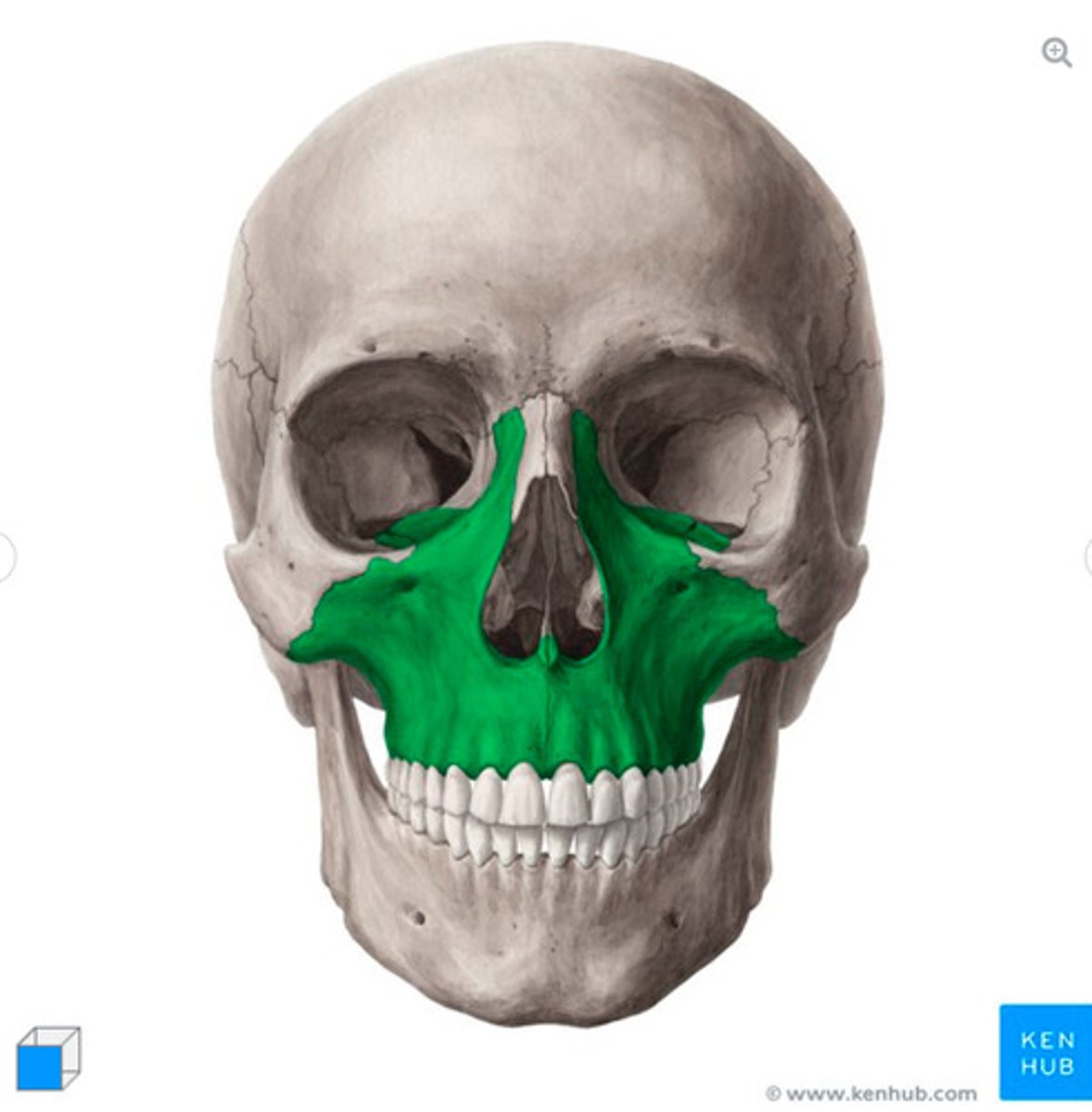 <p>What bone is this?</p>