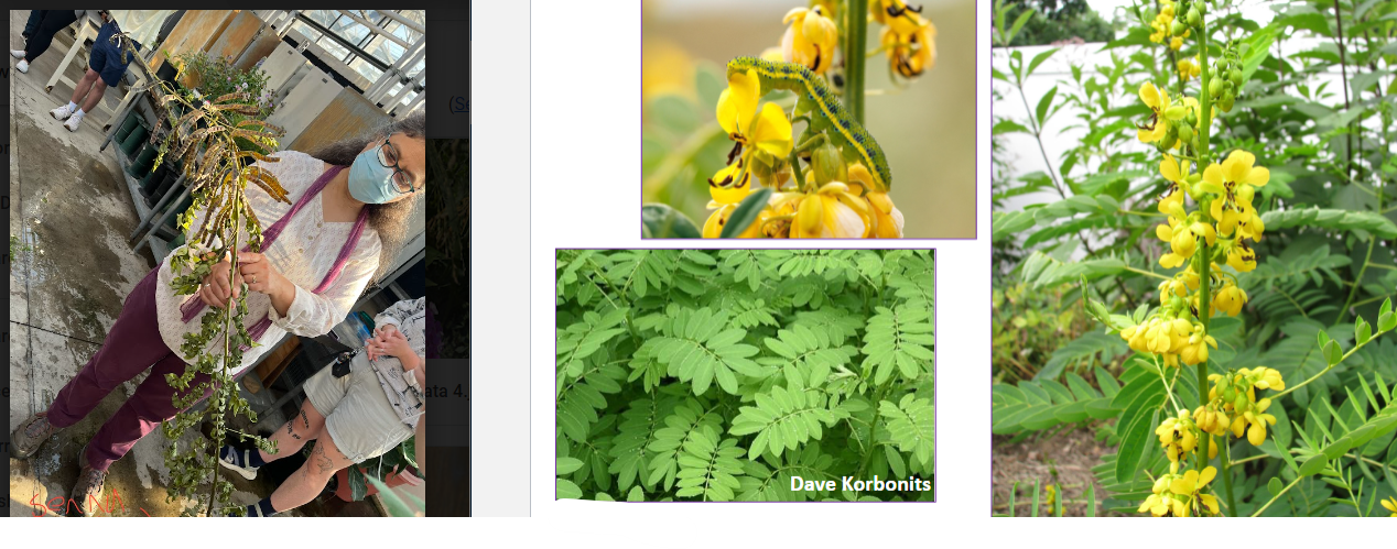 -extrafloral nectaries
-bean like seed pods