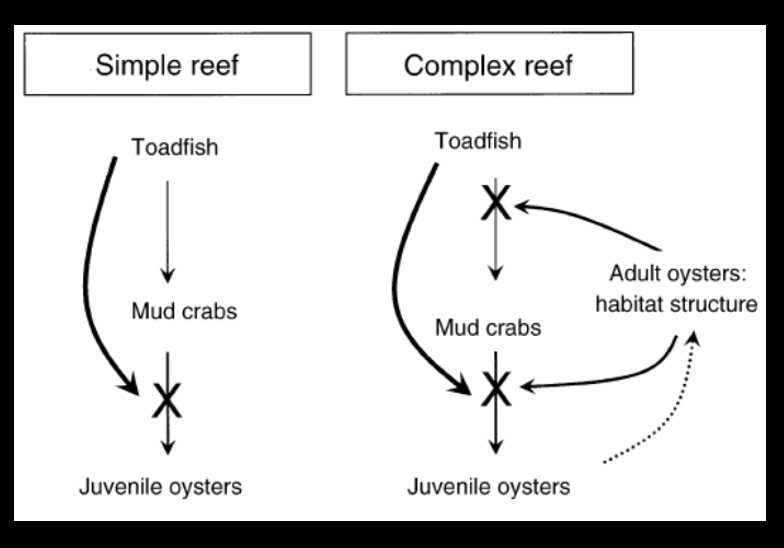 <p><strong>toad fish --&gt; mud crabs --&gt; oyster junvenille/spat</strong> (fish may indirectly facilitate spat)</p><p>Toadfish eat mud crabs which eat juvenile oysters, so toadfish indirectly help juvenile oysters by causing the mud crabs to hide so juvenile oyster populations don't decrease.</p>