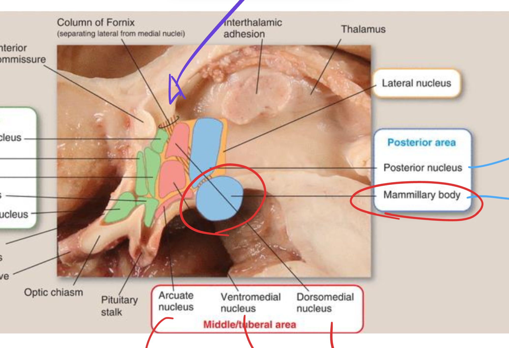 <p>Mammillary nucleus</p>