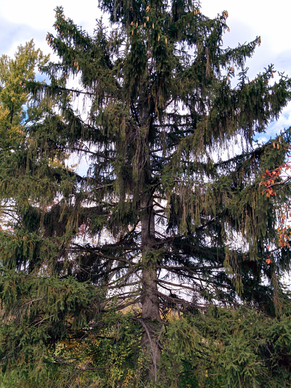 <p>Spruce with tall excurrent form, primary branches stick out horizontally and have many pendulous branchlets, big pendulous cones, short bright green needles not very spiny, thin papery bark with orange undertone</p>