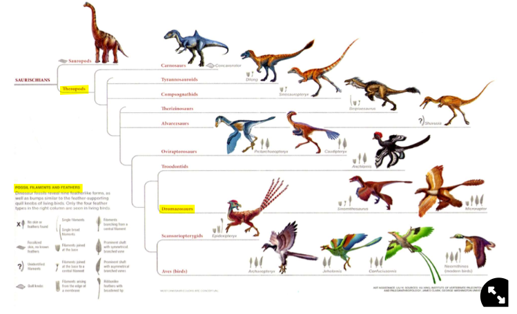 <ul><li><p>Some <strong>theropods</strong> had feathers</p></li><li><p><strong>Dromaeosaurs</strong> had feathers</p></li><li><p>Feathers are <strong>homologous to reptilian scales</strong></p></li><li><p>Feathers <strong>did not evolve for flight</strong>→ evolved for insulation or display</p></li><li><p>Now feathers <strong>have multiple functions</strong> e.g. insulation, display, thermoregulation, flight…</p></li></ul>