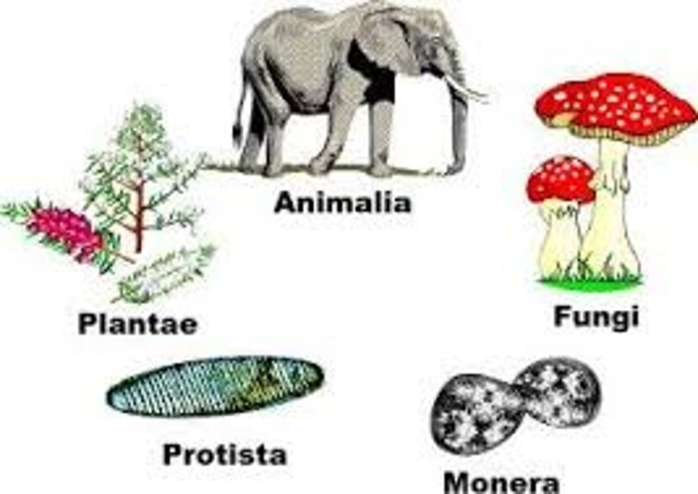 <p>Plant, Animal, Prokaryote, Protoctist, and Fungi</p>
