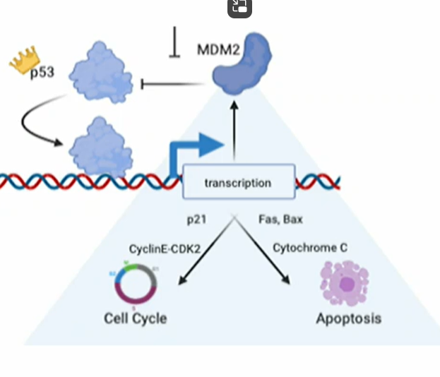 <p>Deleted/ inactivated p53: p53 dependent genes are no longer transcriptionally activated</p><p>Gene amplified MDM2: too much MDM2 protein targets p53 for destruction </p><p>= no cell cycle arrest = no DNA repair = No apoptosis</p><p>If cells survive: </p><ul><li><p>Acccumulation of mutation (DNA damage not repaired) </p></li><li><p>Proliferation of cells (loss of cell cycle checkpoint) </p></li><li><p>Malignant transformation </p></li><li><p>Expansion of the tumour mass</p></li><li><p>Chemotherapy can select for cells with p53 mutations that are resistant to apoptosis</p></li></ul>