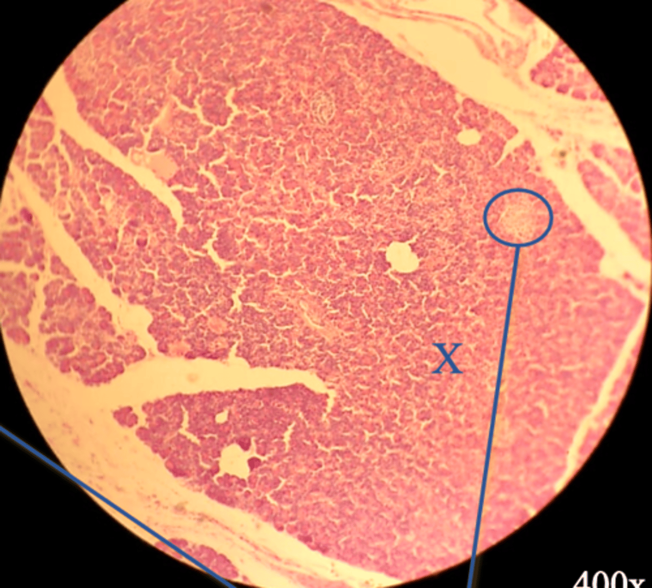 <p>Name the cells at X</p>