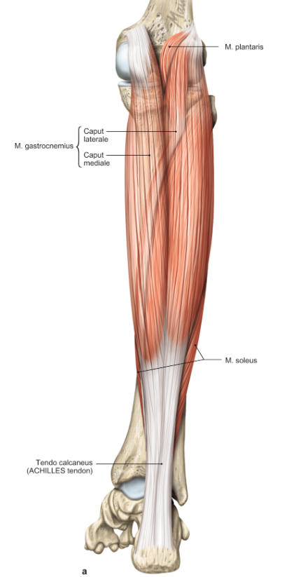 <p>m. gastrocnemius caput mediale</p><p>loopt van de mediale condyl van de femur naar de hiel van de voet</p><p>functie = flexie van de knie &amp; plantairflexie en supinatie van de voet</p>
