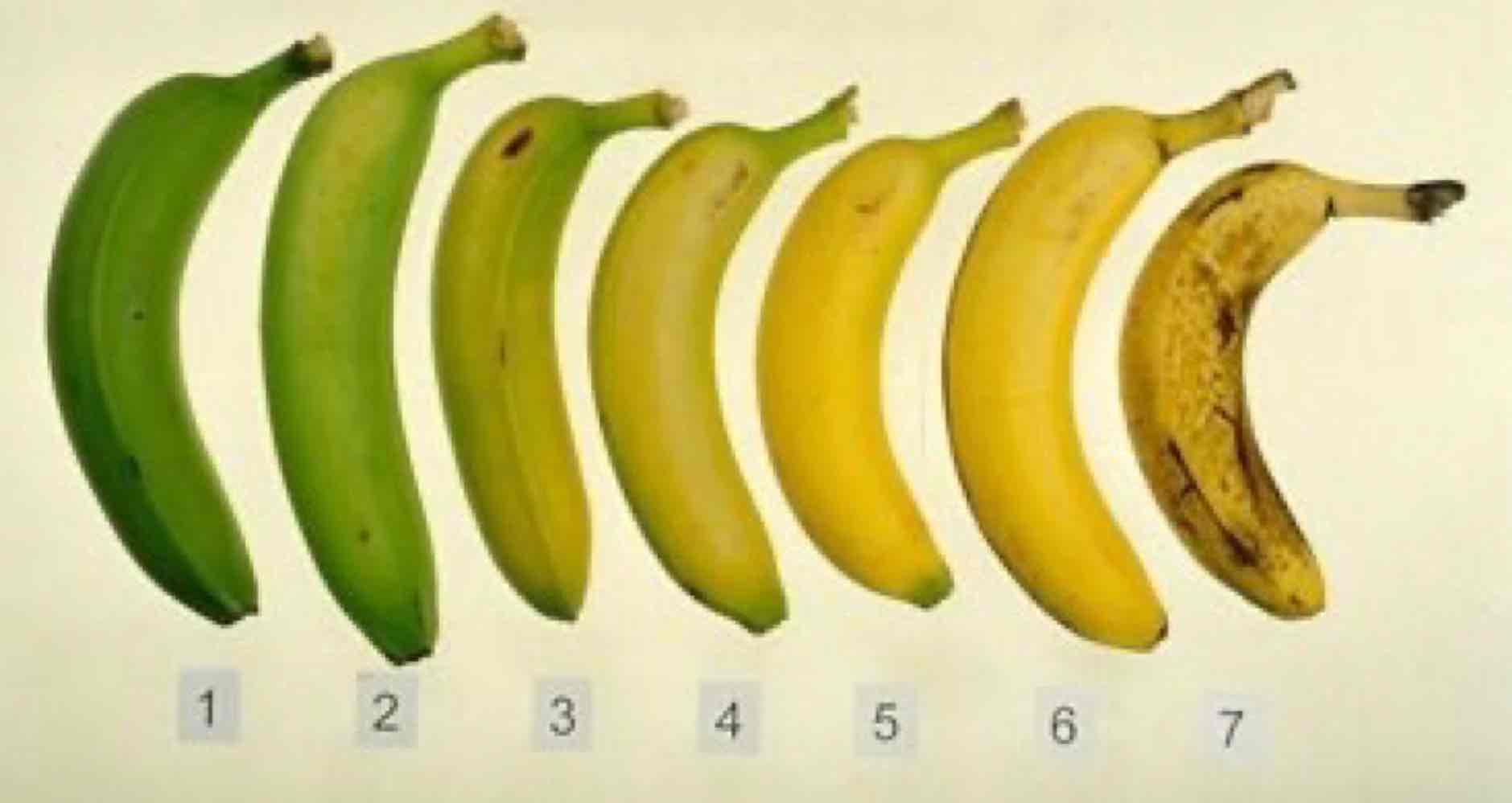 <p>Accumulation of sugars and subsequent oxidization of sugars, causing fruit ripening.</p>