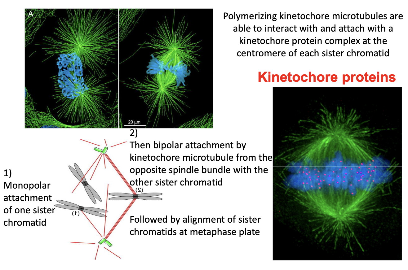 <ul><li><p>Prometaphase: MTs attach to kinetochores at centromeres</p></li><li><p>First: monopolar attachment</p></li><li><p>Then: bipolar attachment → metaphase plate alignment</p></li></ul><p></p>