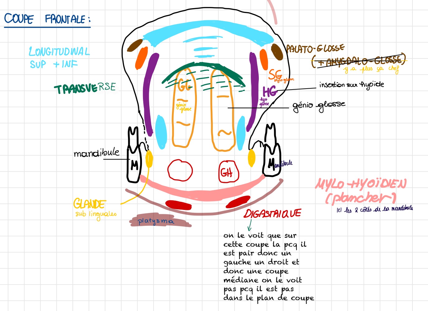 <p>• Muscles longitudinal supérieur et inférieur<br />
• Muscle transverse (forme un U avec la langue)</p>