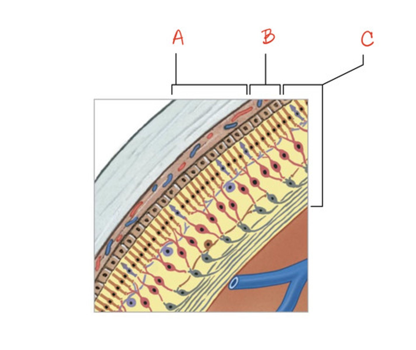 <p>What is the structure indicated by B?</p>