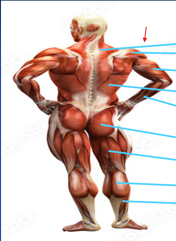 <p>What is this Muscle?</p>