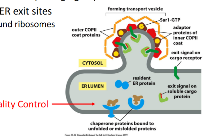 <p>Proteins exit the ER in <strong>COPII-coated vesicles</strong>, which selectively package cargo and bud from specialized regions of the ER membrane.</p><p><span data-name="small_blue_diamond" data-type="emoji">🔹</span> Key Features</p><ol><li><p><strong>COPII-Coated Vesicles</strong></p><ul><li><p>Formed by the action of <strong>Sar1 GTPase</strong> and <strong>inner/outer coat proteins</strong> (e.g., Sec23/24, Sec13/31)</p></li><li><p>Drive <strong>anterograde transport</strong> from ER to Golgi</p></li></ul></li><li><p><strong>Selective Packaging</strong></p><ul><li><p>Proteins with <strong>ER exit signals</strong> (e.g., di-acidic or di-hydrophobic motifs) are <strong>actively selected</strong> for export</p></li><li><p>Recognized by <strong>cargo receptors</strong> and <strong>adaptor proteins</strong></p></li></ul></li><li><p><strong>Circumstantial Packaging</strong></p><ul><li><p>Some proteins <strong>lack explicit exit signals</strong> but are <strong>passively included</strong> if they associate with selected cargo</p></li></ul></li><li><p><strong>ER Exit Sites (ERES)</strong></p><ul><li><p>Vesicles bud from <strong>ribosome-free zones</strong> of the ER membrane</p></li><li><p>These are <strong>specialized domains</strong> enriched in COPII machinery</p></li></ul></li></ol><p></p>